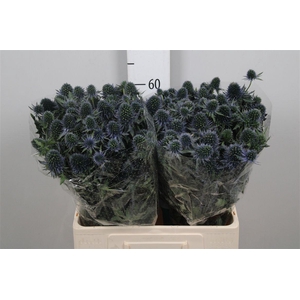 Eryn Perseus Questar