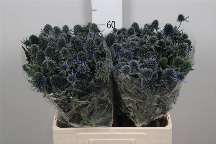 <h4>Eryn Perseus Questar</h4>