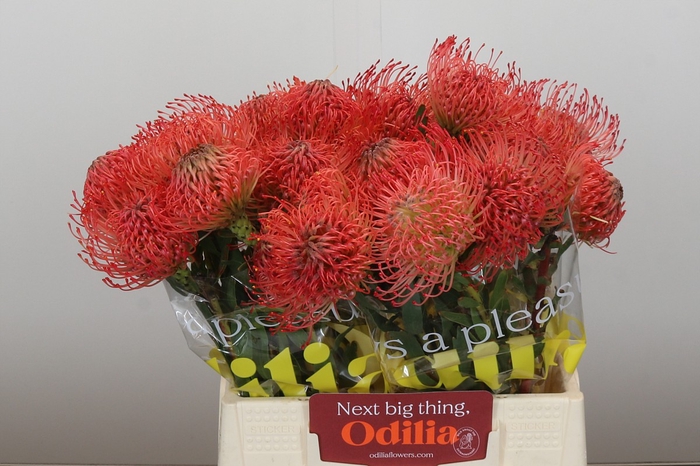<h4>Nutans Ayoba Pink Guava</h4>