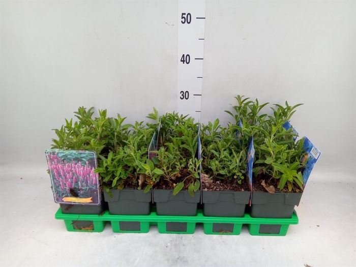 <h4>Veronica spicata</h4>