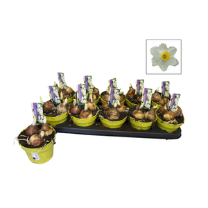 Bol op pot Narcis 12cm Avalex