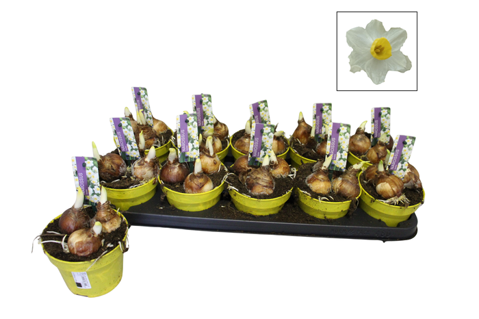 <h4>Bol op pot Narcis 12cm Avalex</h4>
