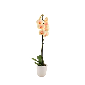 Hugo White Phal I Am Sunshine 1T9+