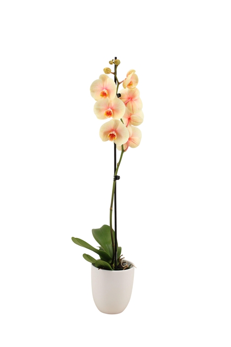 <h4>Hugo White Phal I Am Sunshine 1T9+</h4>
