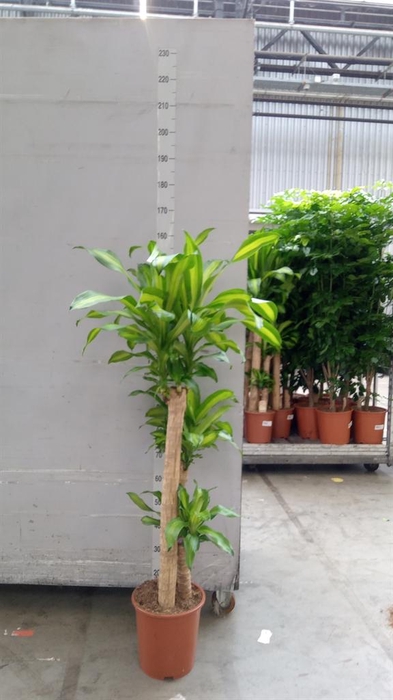 <h4>Dracaena frag. 'Massangeana'</h4>