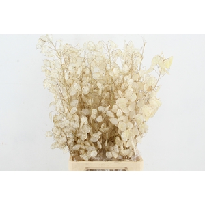 DF LUNARIA SILVERLEAF BS