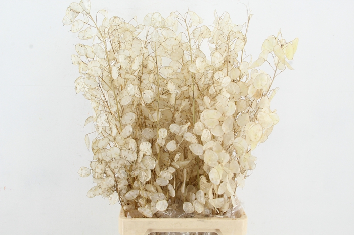 <h4>DF LUNARIA SILVERLEAF BS</h4>
