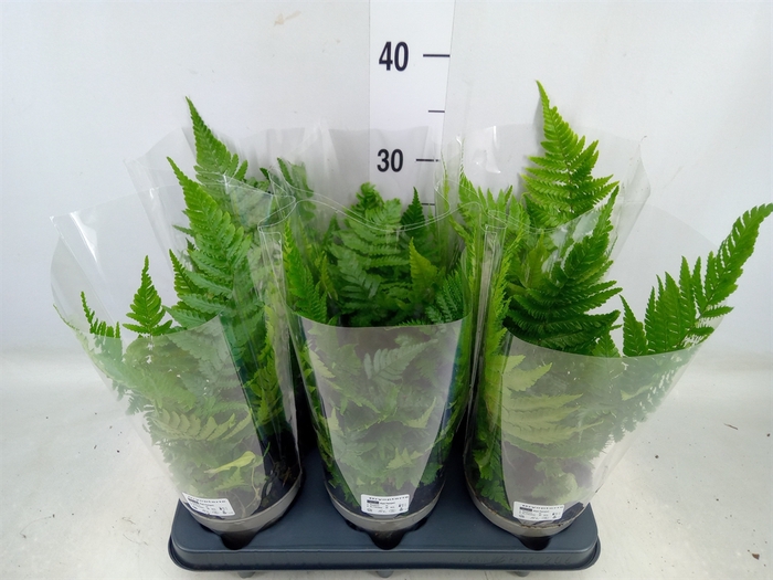 <h4>Dryopteris erythrosora</h4>