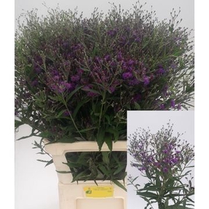 VERNONIA CRINITA