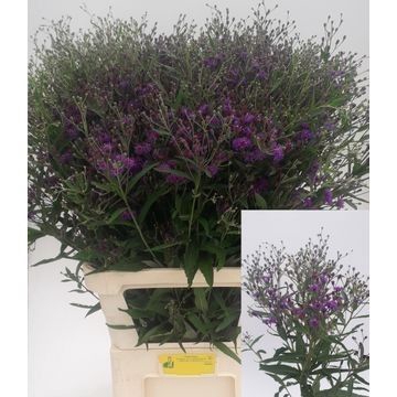 <h4>VERNONIA CRINITA</h4>
