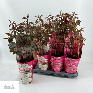 PAEONIA GEM