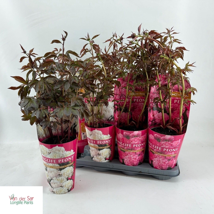 <h4>PAEONIA GEM</h4>