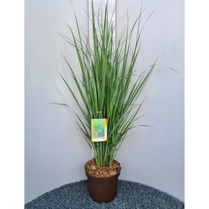 Panicum virgatum