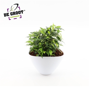 Arrangement Ficus green kinky in enveloppot