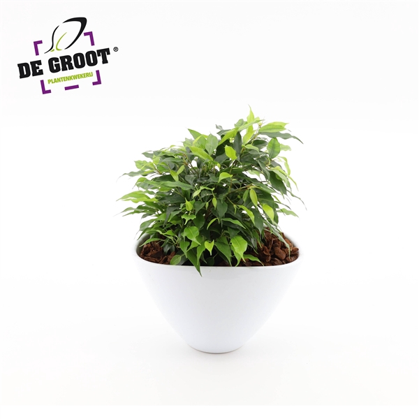 <h4>Arrangement Ficus green kinky in enveloppot</h4>