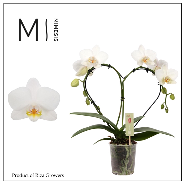 <h4>Mimesis Phal. Heart White - 16+ flowers 9cm</h4>