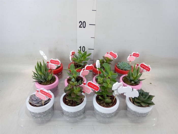 <h4>Succulents   ...</h4>