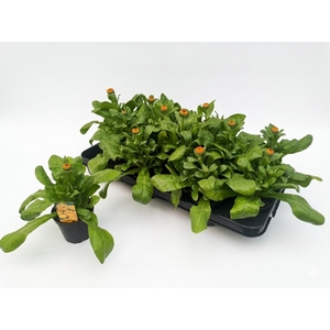 CALENDUL OFFICINALIS