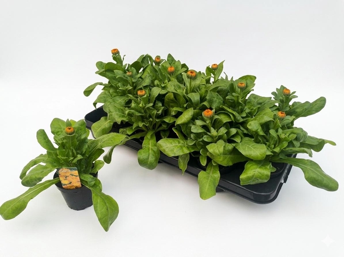 <h4>CALENDUL OFFICINALIS</h4>