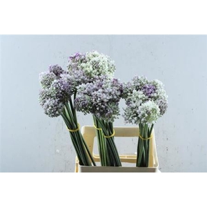 Allium Ampeloprasum