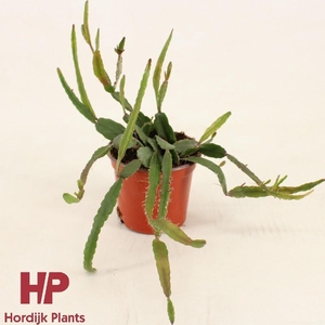 Rhipsalis Agudoensis