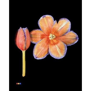 Tulp Aruba