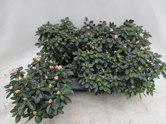 arr8 Rhodo Si Aiko Rose