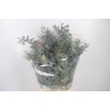 Acacia Luna D'argento Per Bunch