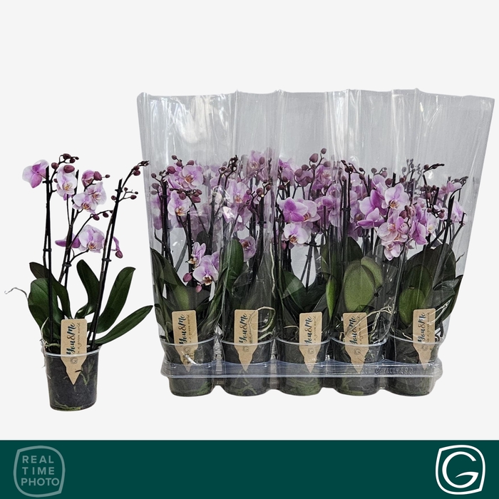 <h4>PHAL OV ROZE</h4>