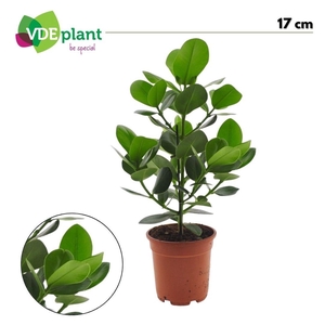 Clusia princess 17cm