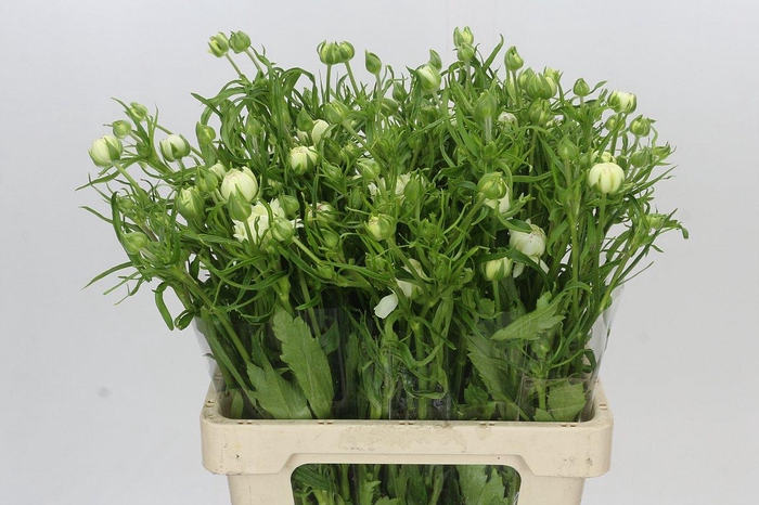 Ranunculus Moderna Galaxy