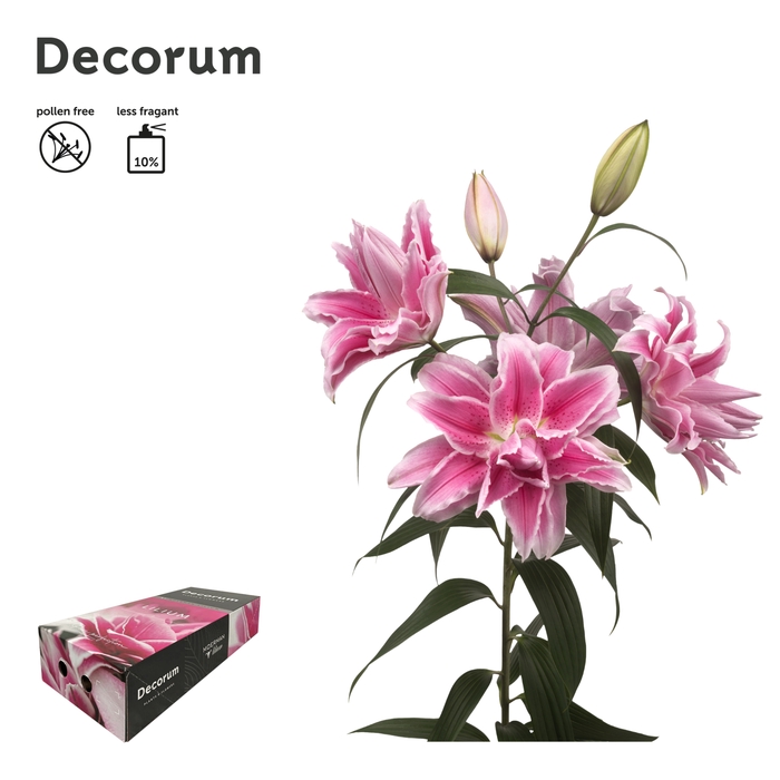 <h4>LI ROSELILY ISABELLA 3+ XL Decorum Box</h4>