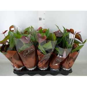 Anthurium andr. 'Essencia'