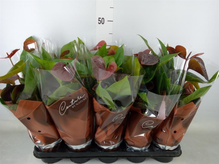 <h4>Anthurium andr. 'Essencia'</h4>