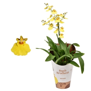 Oncidium 1 tak minder vertakt lang 12 cm