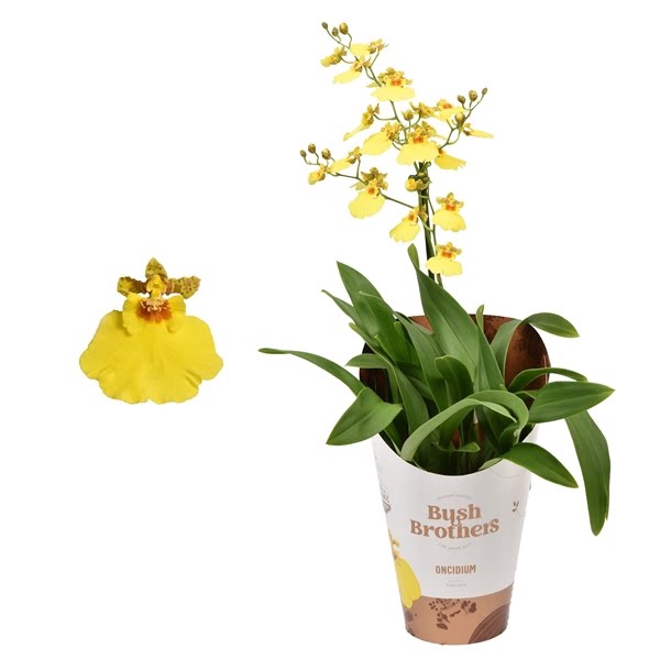 <h4>Oncidium 1 tak minder vertakt lang 12 cm</h4>