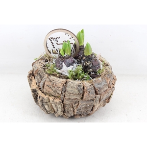 arr4 Hyacint JS - Schors ufo 338/3