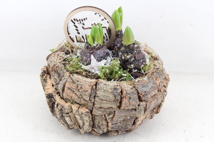 <h4>arr4 Hyacint JS - Schors ufo 338/3</h4>