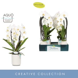 Phalaenopsis wit meer takken