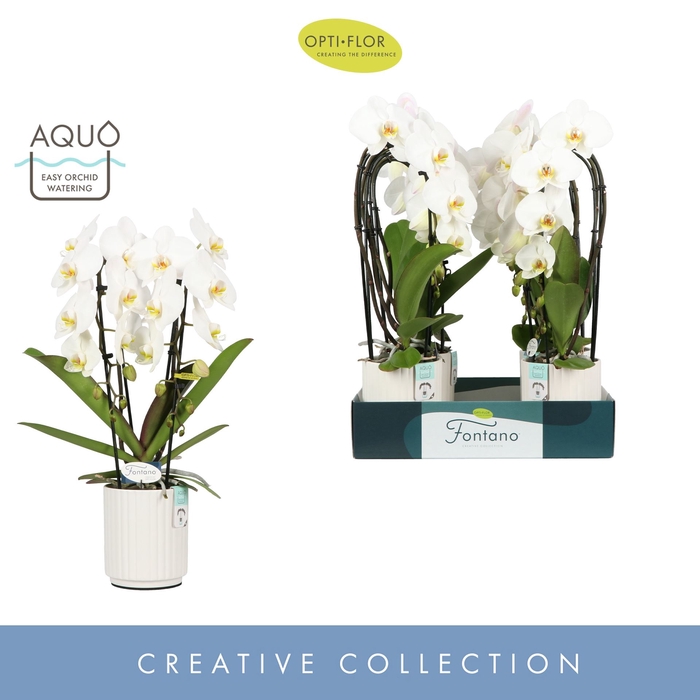 <h4>Phalaenopsis wit meer takken</h4>