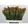 Leucadendron Laurel Yellow