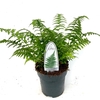 Dryopteris filix-mas