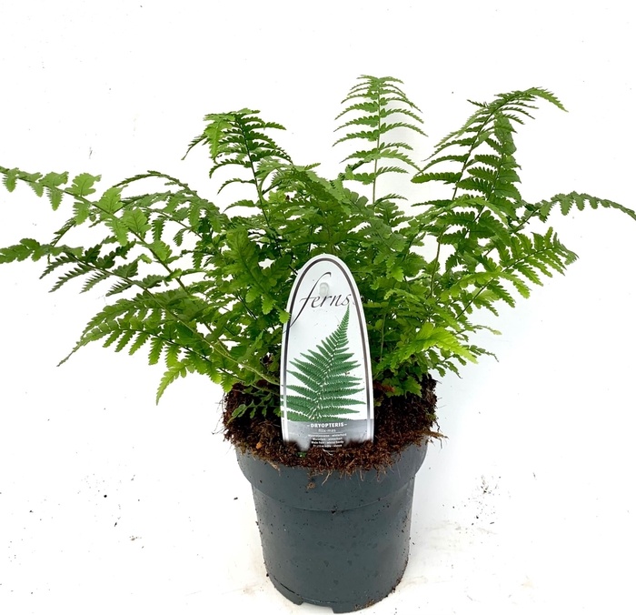 Dryopteris filix-mas