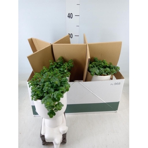 Arr.   Kamerplant Groen L%