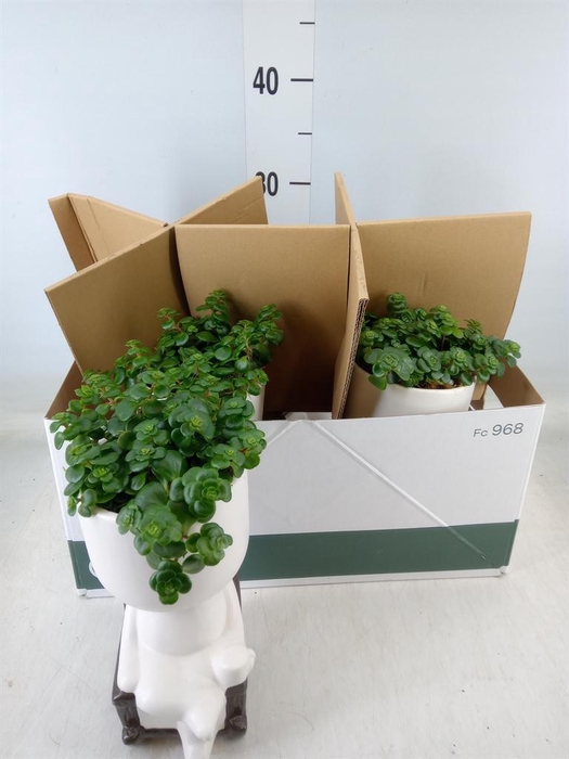 <h4>Arr. Kamerplant Groen L%</h4>