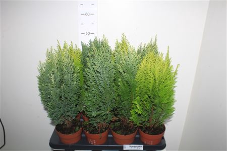 <h4>Coniferen Gem</h4>