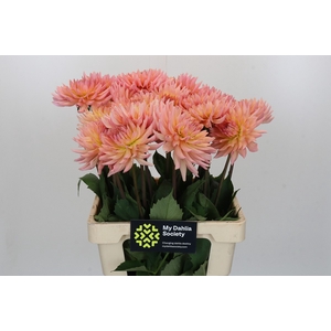 Dahlia Charleroi