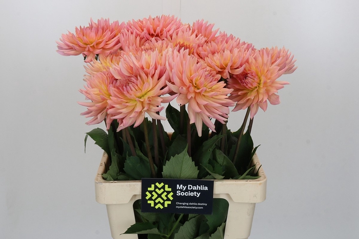 Dahlia Charleroi