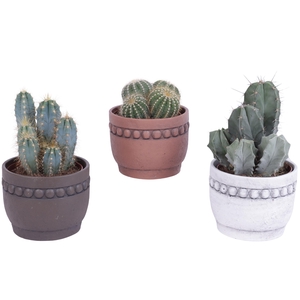 Cactus mix Ø12cm in Ø14cm Ceramic Pot Beads Rim