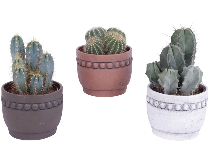 <h4>Cactus mix Ø12cm in Ø14cm Ceramic Pot Beads Rim</h4>